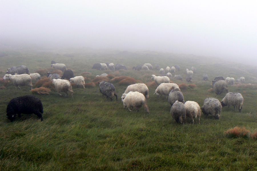 Ovce v mlze